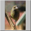 Carduelis chloris - Gruenfink m03.jpg